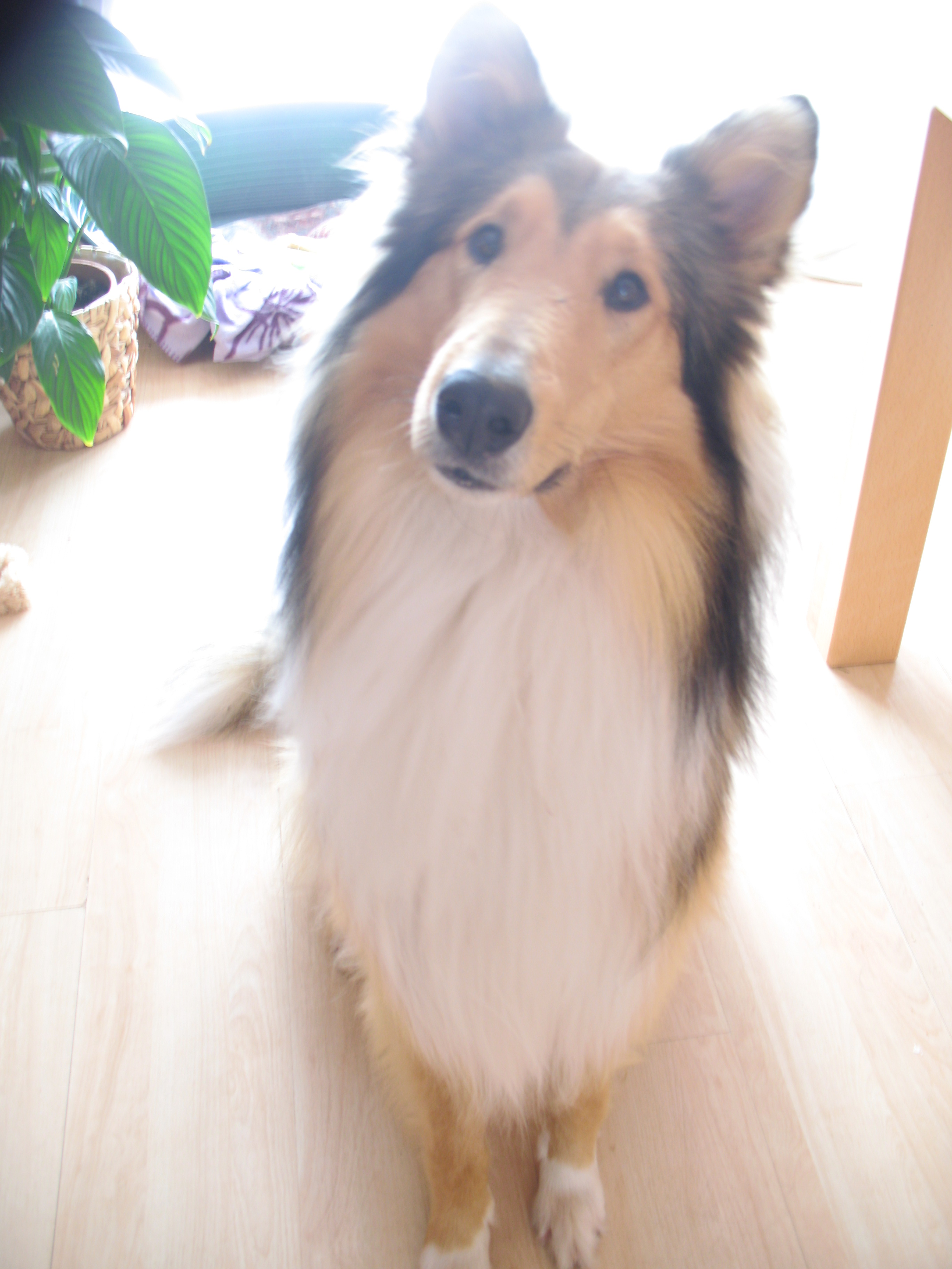 Tierfreunde Wivvica Lyrik Tierfreunde Wivvica Lyrik