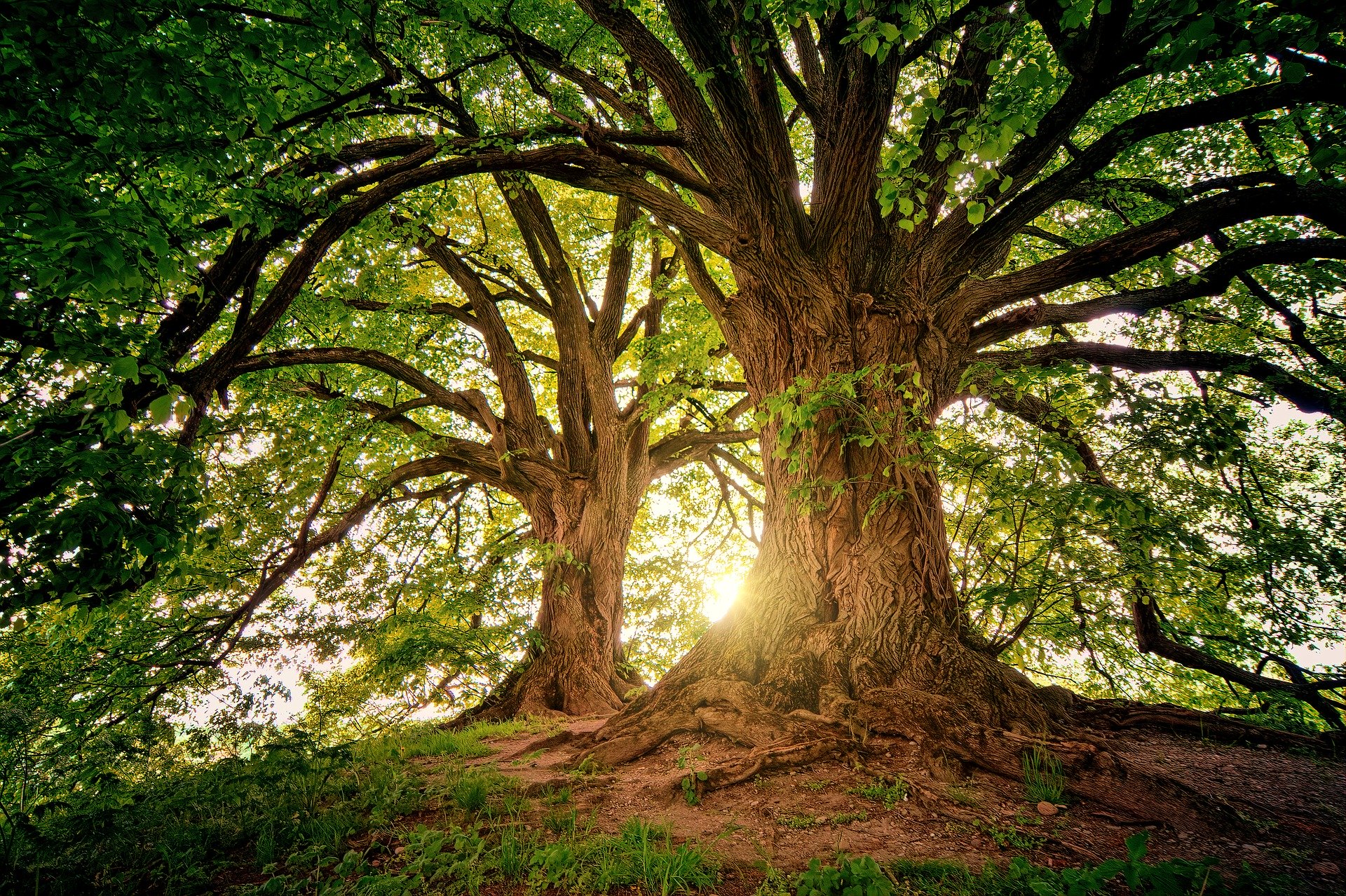 wald aquion wald aquion