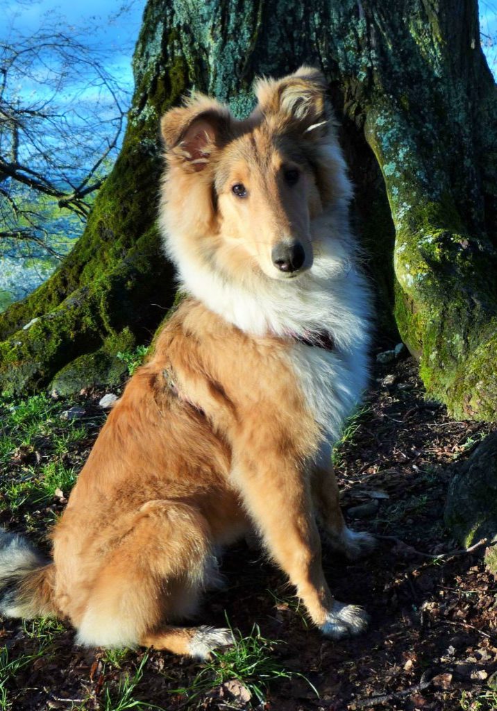 Hund Welpe Trost Freude Wivvica Collie Hund Welpe Trost Freude Wivvica Collie